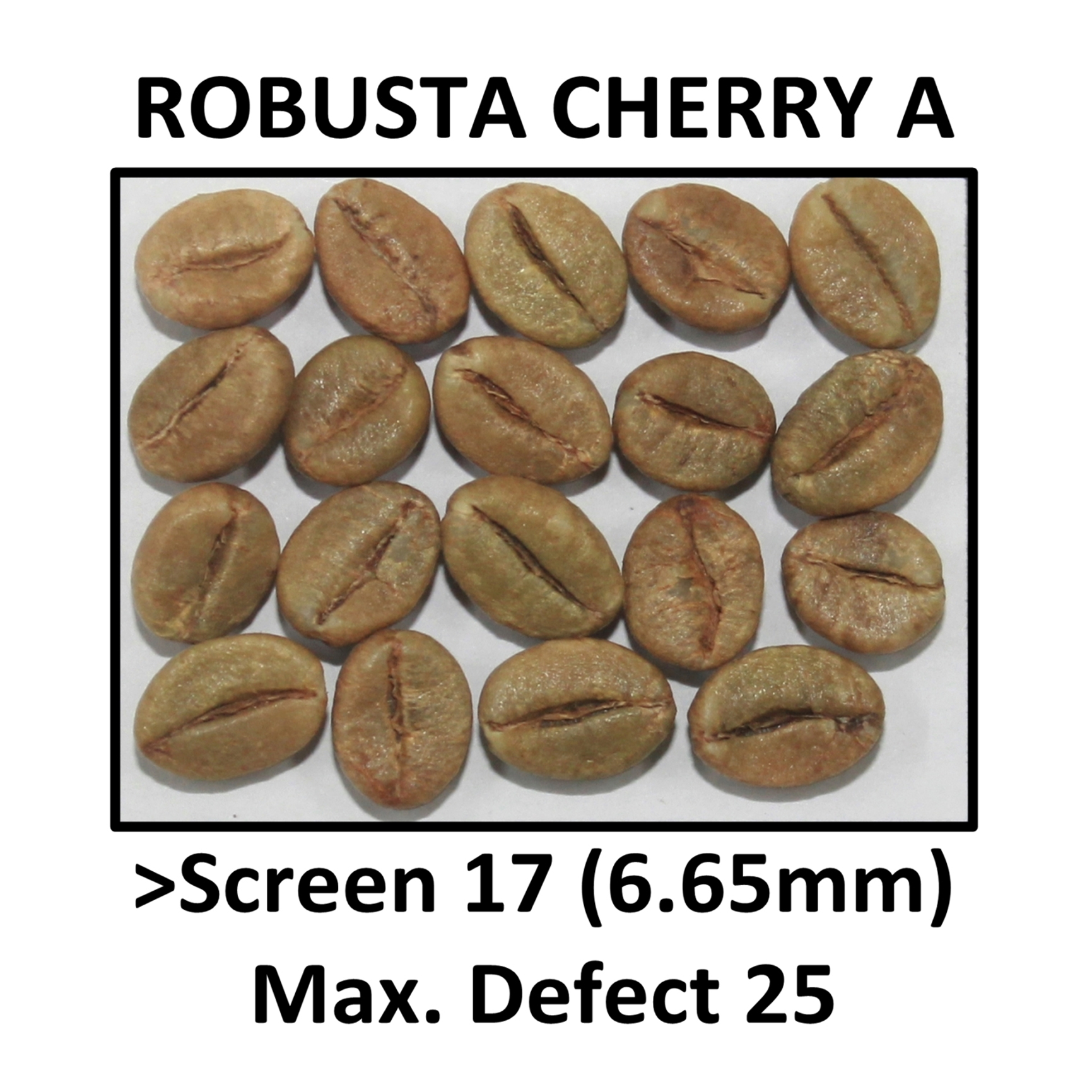 ROBUSTA CHERRY A