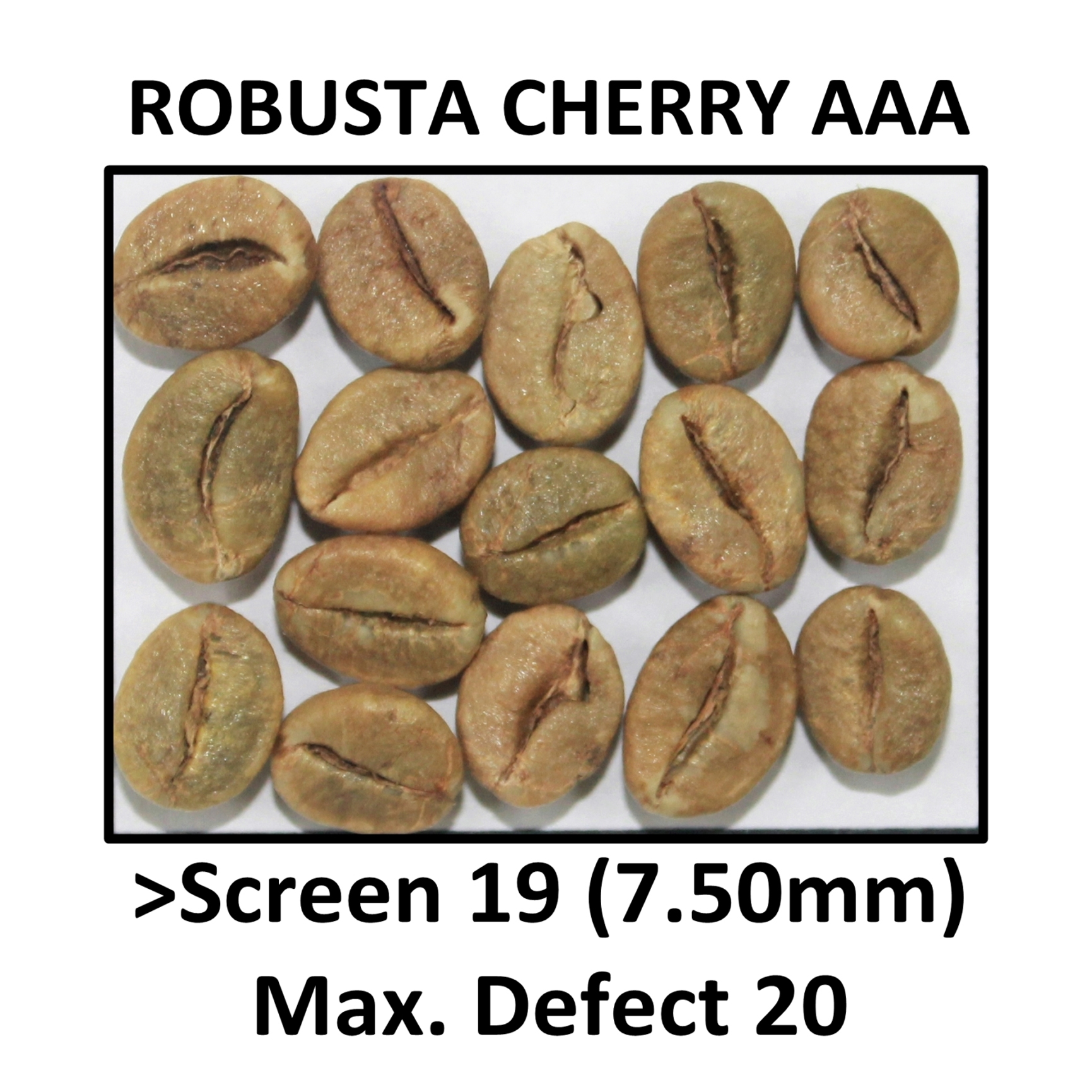 ROBUSTA CHERRY AAA
