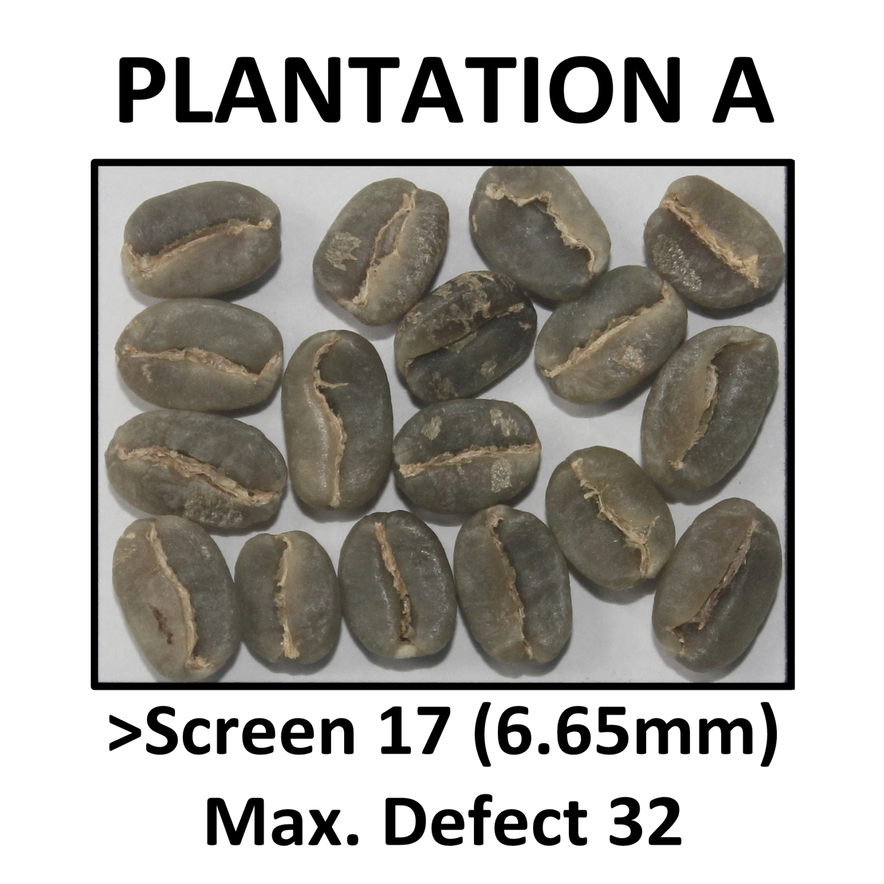 PLANTATION A