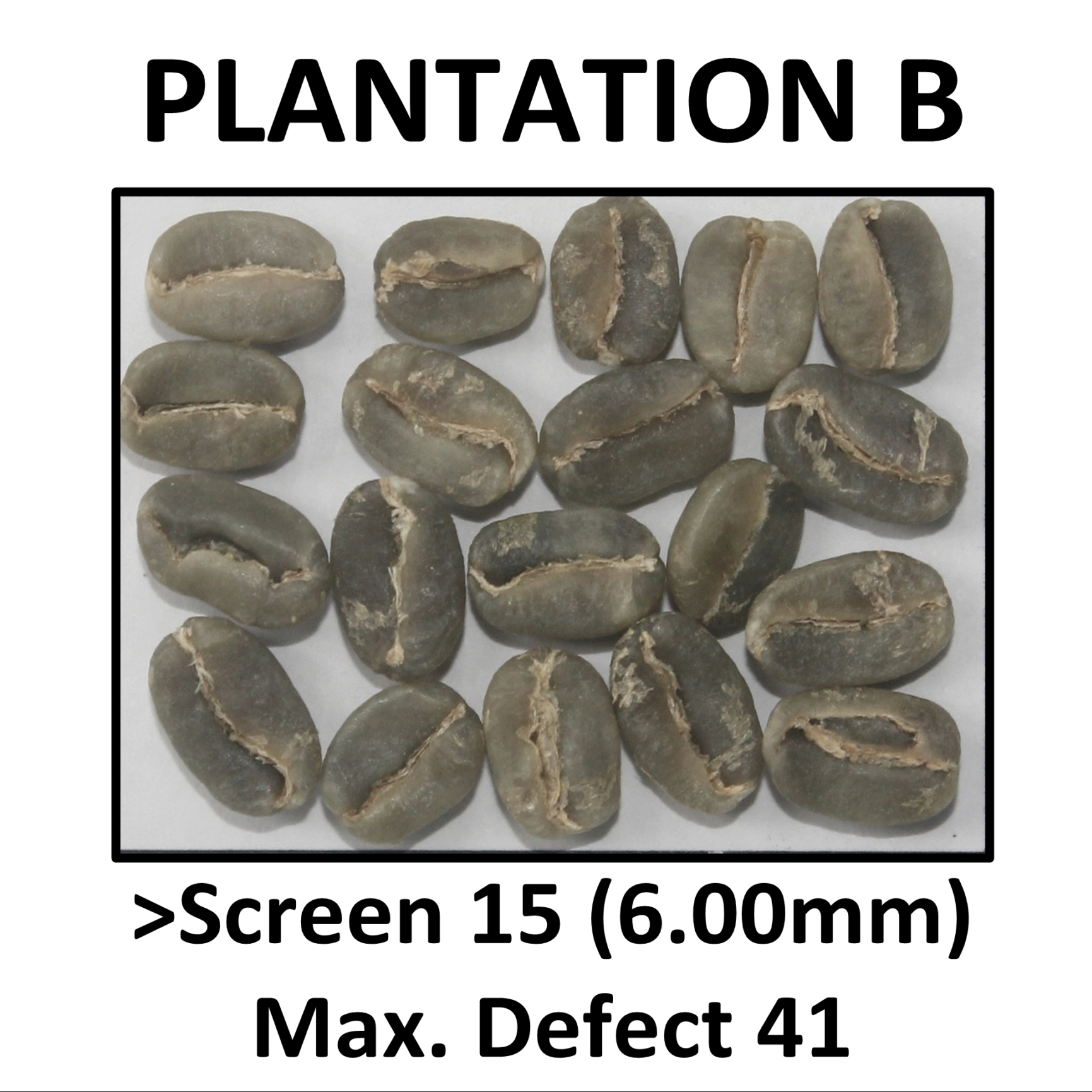 PLANTATION B
