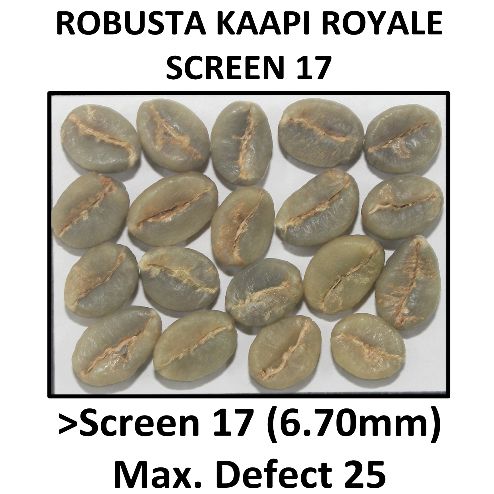 ROBUSTA KAAPI ROYALE SCREEN 17