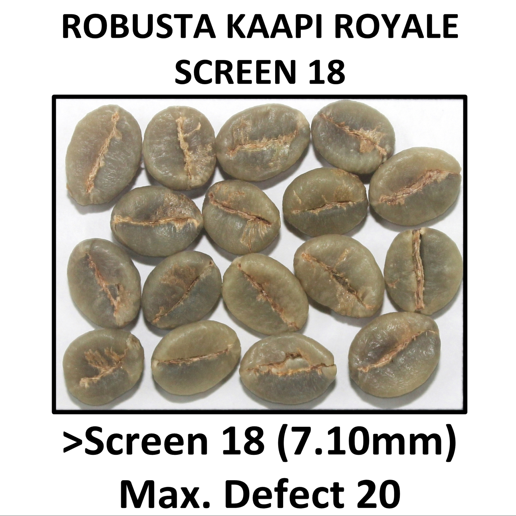 ROBUSTA KAAPI ROYALE SCREEN 18