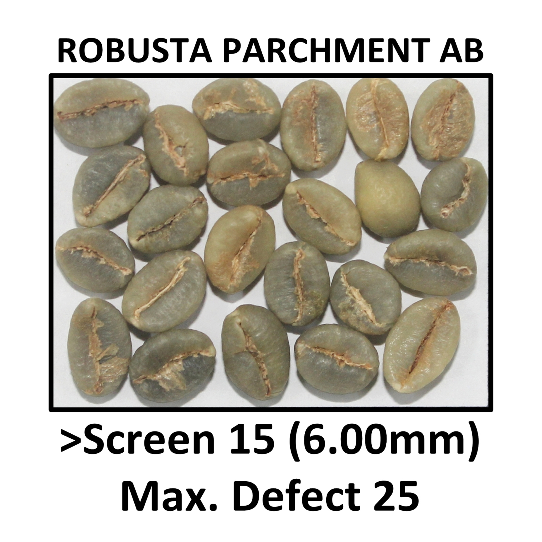 ROBUSTA PARCHMENT AB
