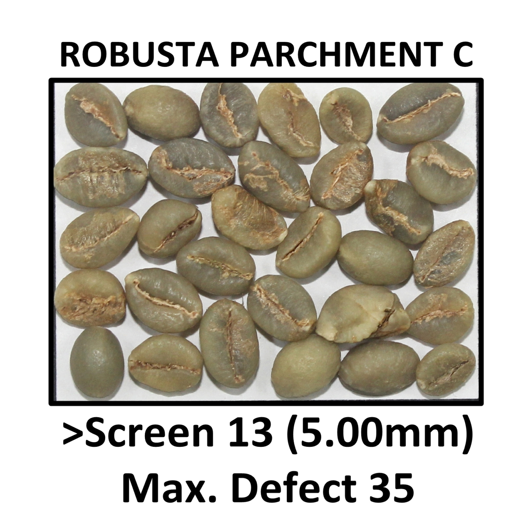 ROBUSTA PARCHMENT C