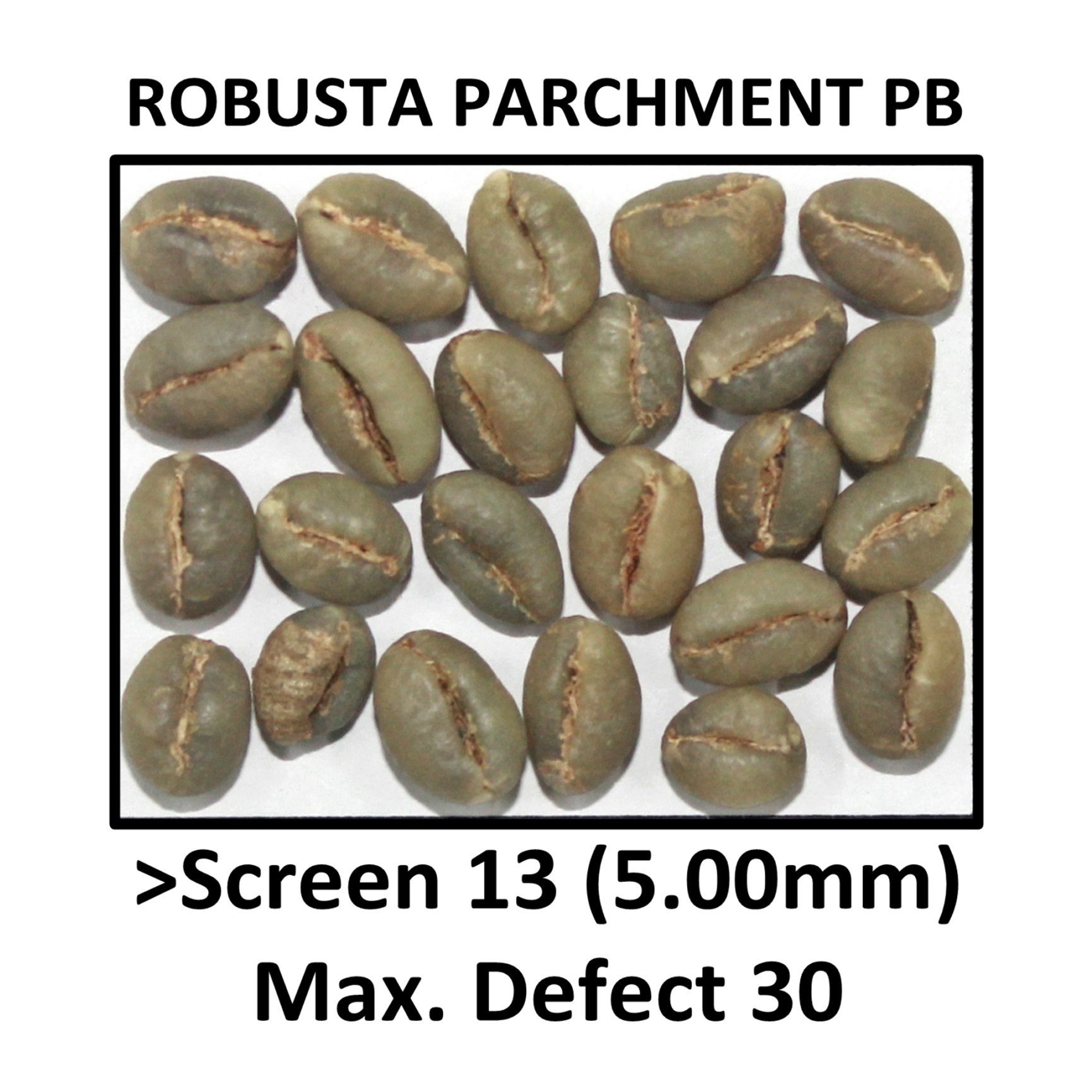 ROBUSTA PARCHMENT PB